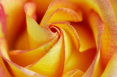 玫瑰甜蔷薇宏观花瓣背景图片