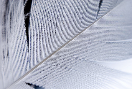 羽间密闭背光羽化弯曲叶片柔软度蓝色倾斜脆弱性曲线倒钩图片