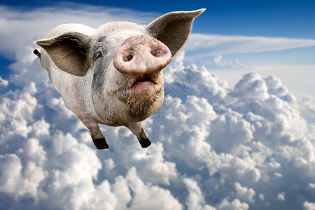 飞猪束缚粉色小猪公猪蓝色概念航班微笑动物农场图片