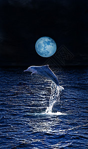 海豚动物喜悦海洋朋友月光游戏反射辉光蓝色鲸鱼图片