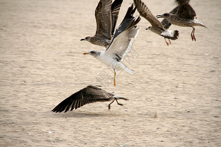 海鸥自由天堂海洋航班海岸翅膀支撑蓝色生活动物图片