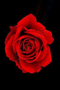 红玫瑰植物热情红色花朵动物群植物群浪漫白色背景图片