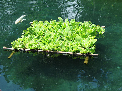 带鱼的浮动植物背景图片