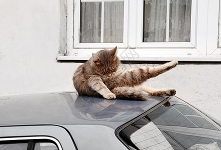 车顶上的猫宠物建筑学车辆毛皮尾巴清凉窗户房子乐趣卫生图片