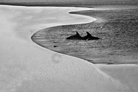 海洋中的海豚时间荒野射线朋友儿子游泳鲸鱼反射水池展示图片