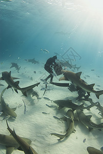 进食时间潜水员捕食者团体鲨鱼海洋学校盐水浮潜负离子射线图片