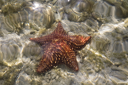 恒星星海滩天空旅行棕榈假期海洋岛屿航行游客处女图片