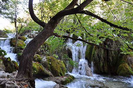 小型河流和瀑布石头活力树叶流动岩石国家树木公园宏观苔藓图片