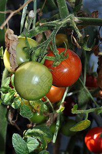番茄植物橙子生长烹饪花园季节发芽蔬菜市场食物宏观图片