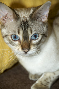 Bengal 猫白色猫咪哺乳动物地面短发棕色黄色宠物胡须猫科动物图片