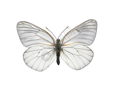 黑黄白蝴蝶昆虫学昆虫白色动物鳞翅目生物学山楂翅膀天线困境图片