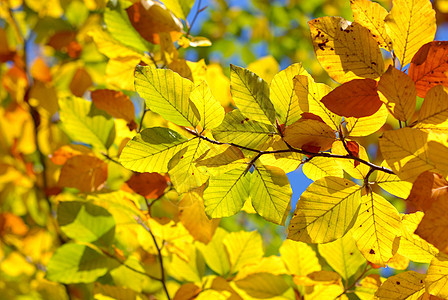 美丽的秋天叶木头森林树叶黄色山毛榉图片