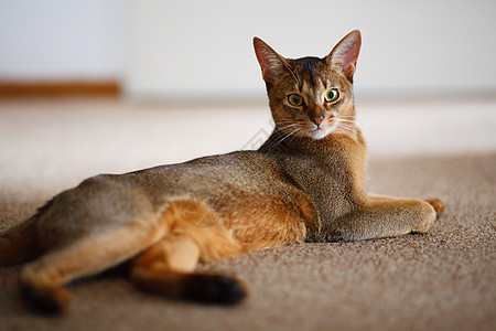 阿比西尼猫食肉耳朵注意力毛皮猫科动物短发橙子动物生活眼睛图片