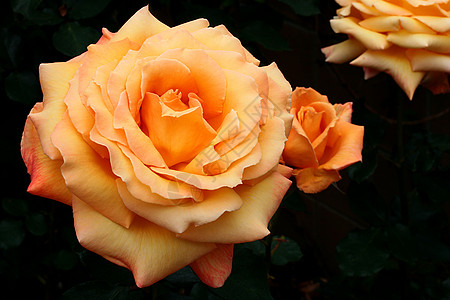黄橙色玫瑰图片