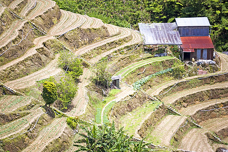 蔬菜农场地台树叶生长沙拉农作物场地乡村阳台收成植物绿色图片