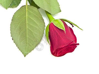 红玫瑰花瓣红色周年纪念日浪漫礼物庆典图片