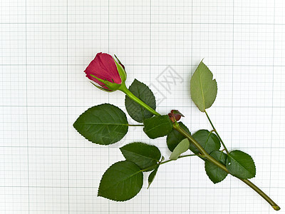 玫瑰周年纪念日花瓣庆典浪漫红色礼物图片