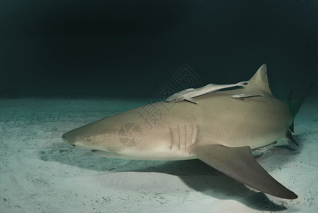 黄昏的柠檬鲨鱼图片