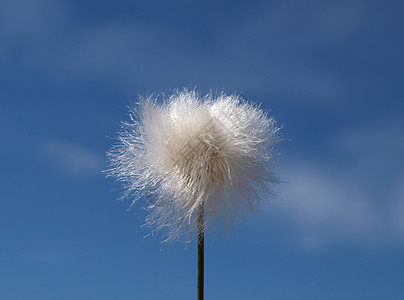 棉花草种子头棉布阳光天空种子白色图片