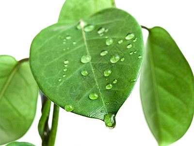 绿色休假 降息环境生长植物露珠静脉雨滴液体图片