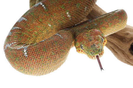 翡翠树爬虫生物宠物皮肤绿色网状蟒蛇宏观舌头工作室图片