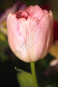 黑色的粉红色郁金香花园季节花粉粉色植物花束花朵快乐宏观花瓣背景图片