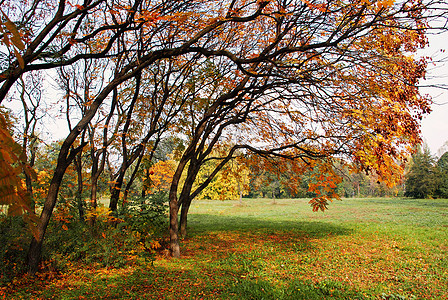 秋季风景森林棕色金子草本公园季节性绿色草地灌木丛红色图片