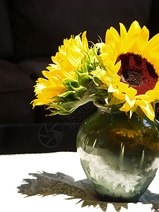向日葵安排黄色绿色花束花瓣花瓶阳光桌子玻璃生长树叶图片