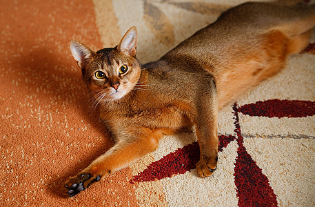 阿比西尼猫宠物好奇心眼睛毛皮猫科动物橙子头发连体注意力短发图片