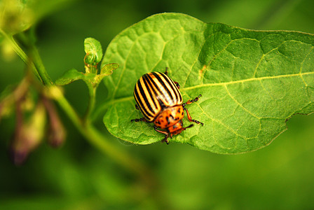 甲虫害虫鞘翅昆虫学动物鞘翅目宏观身体叶子植物土豆图片