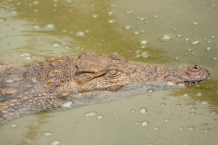 Crock 游泳图片