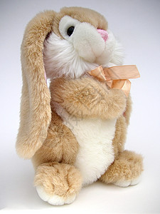 可爱兔子小兔子玩具乐趣耳朵眼睛头发毛皮动物害虫姿势哺乳动物生物图片
