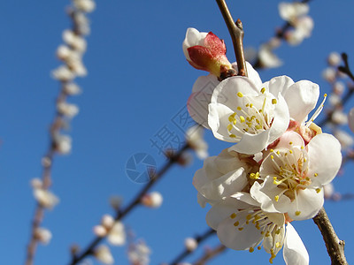 果果树花花蜜水果绿色蓝色树叶桃子叶子植被植物天空图片