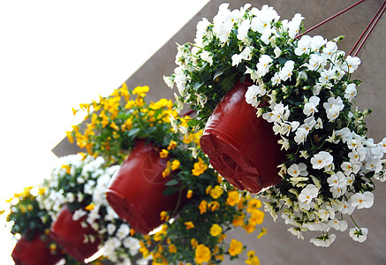 挂着花盆和Viola图片