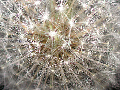 Dandelion 种子头柔软度植物生态阳光微风太阳宏观过敏花园阳伞图片