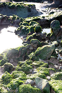 绿岩微光杂草金子岩石旅行海带海洋蓝色粘液假期图片