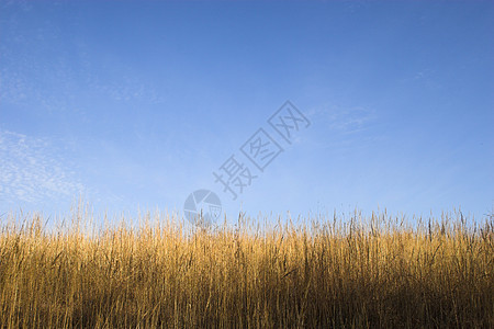 农场景观孤独远景天堂天气地平线生长环境蓝色草地天空图片
