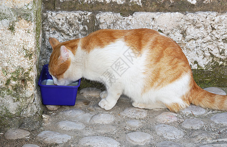 无家可归的猫毛皮猫咪晚餐塑料食物宠物牛奶哺乳动物小猫报酬图片