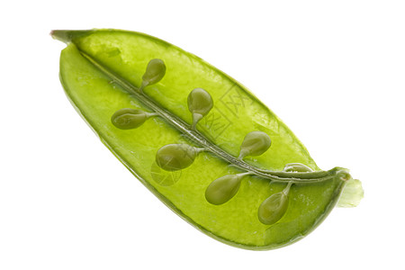 Snow Pea 宏食物农业豆子生产蔬菜营养绿色青菜宏观饮食图片