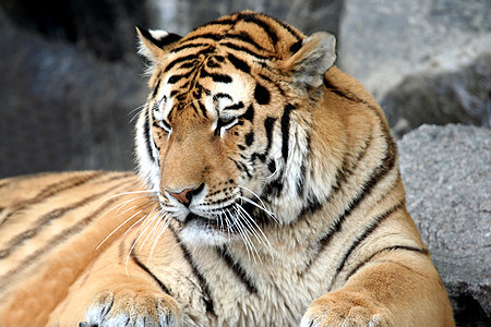老虎的肖像生物动物条纹岩石濒危野生动物男性橙子力量爪子图片