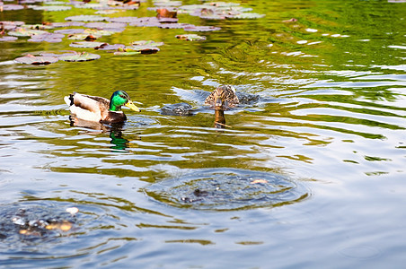 湖水中的鸭子野生动物羽毛男性小鸭子漂浮食物游泳家禽反射镜子图片