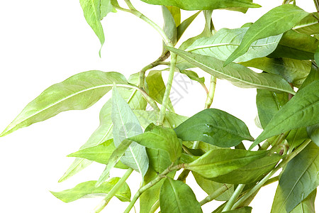 孤立的多多边形植物香料生产食物宏观味道植物学药品叶子树叶背景图片