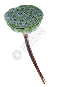 孤立的Lotus种子杯热带植物植物群杯子异国种子情调生产蔬菜食物图片