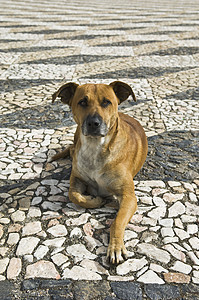 狗趴在地上快乐棕色街道路面动物黄色犬类宠物眼睛耳朵图片