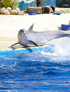 海豚从海水中跳出享受生物儿子野生动物脊椎动物海洋爬虫哺乳动物天空盆地图片
