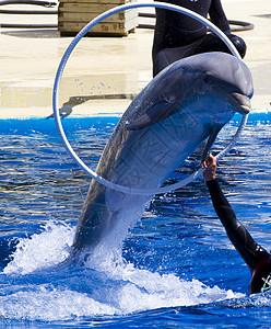 海豚从水中跳出游泳池游戏蓝色蟒蛇哺乳动物乐趣朋友盆地喜悦天空微笑图片