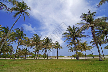南海滩椰子草地公园放松天堂孤独假期海岸晴天海洋图片