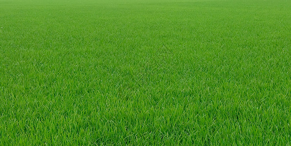 绿稻背景食物植物农田农村农场线条叶子栽培季节场地图片