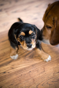 可爱的小狗爪子地面朋友猎犬笨蛋动物犬类宠物伴侣男性图片