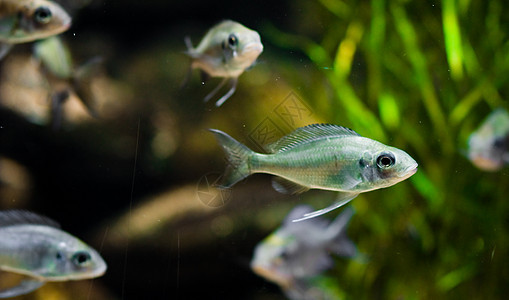 充满了像鱼一样的动物海鲜脚蹼异国生物情调蓝色眼睛棕色森林金鱼图片